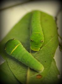Tiger Swallowtail Larvae