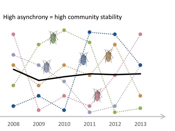 Asynchrony of Species