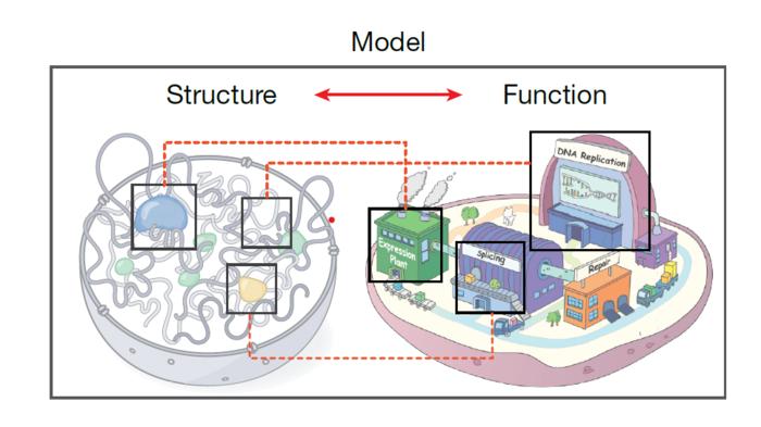 4D Nucleome Model