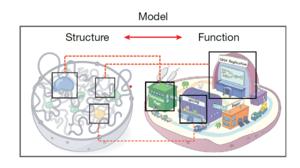 4D Nucleome Model