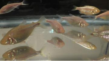Binge-Eating Fish