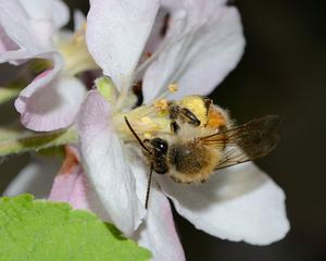 A foraging Andrena bee in close contact with floral structures, particularly pollen grains that may harbor viruses