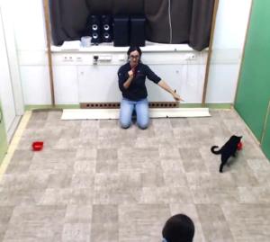 Cat finds the reward