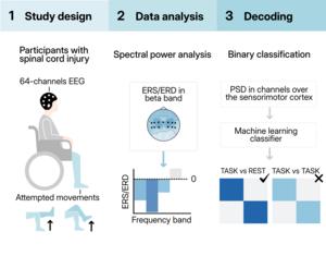 Signals from an EEG monitoring device could be used to send brain signals to a spinal cord stimulator