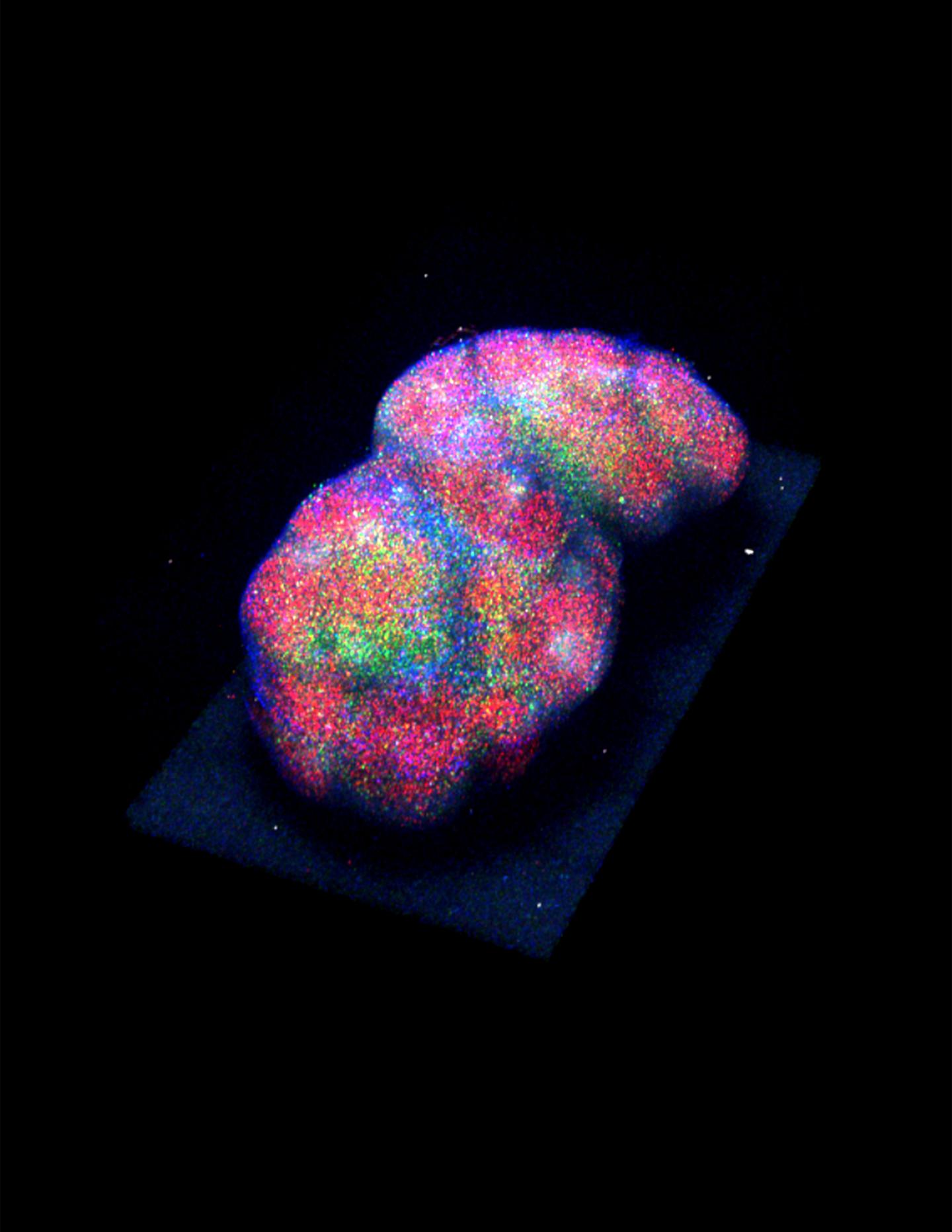 Mouse Lymph Node