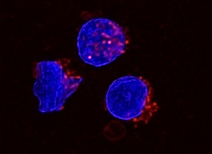 Human NK Cells