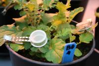 Insect Cages for Green Voicemail Research