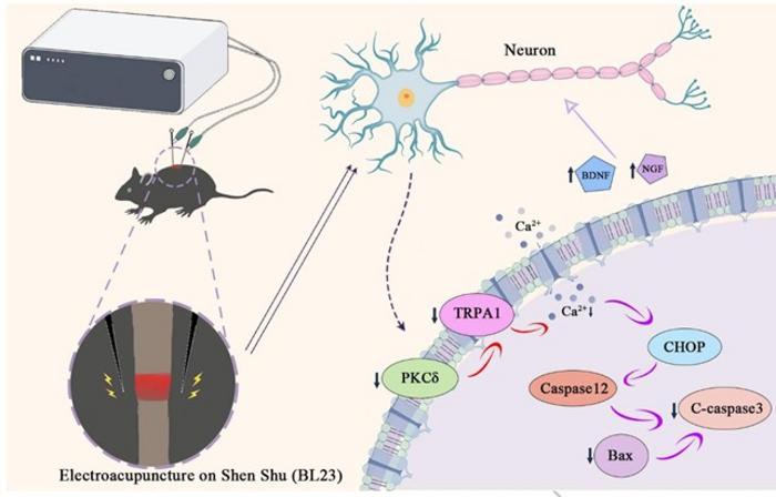 Electroacupuncture Promotes Neural Repair by Inhibiting Calcium-Driven ER Stress After Spinal Cord Injury.