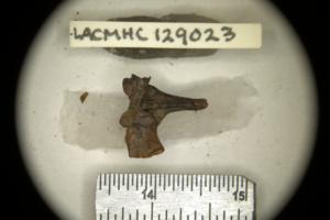 This incomplete sacro-urostyle bone (base of the spine that connects to the hips) is the holotype specimen used to describe the new species, Spea labrae. Courtesy of La Brea Tar Pits