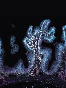 Cross-section of the foregut of a cichlid, Neolamprologus brevis