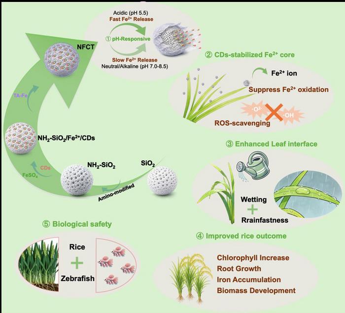 New Nanocarrier Could Help Keep Iron on Leaves After Rainfall