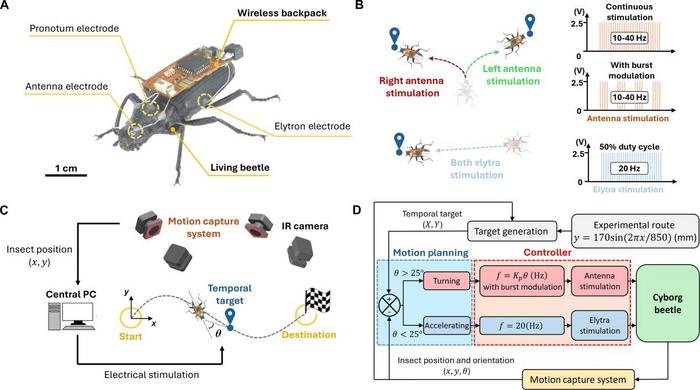 Experiment setup for autonomous navigation of terrestrial cyborg beetles with burst stimulation.
