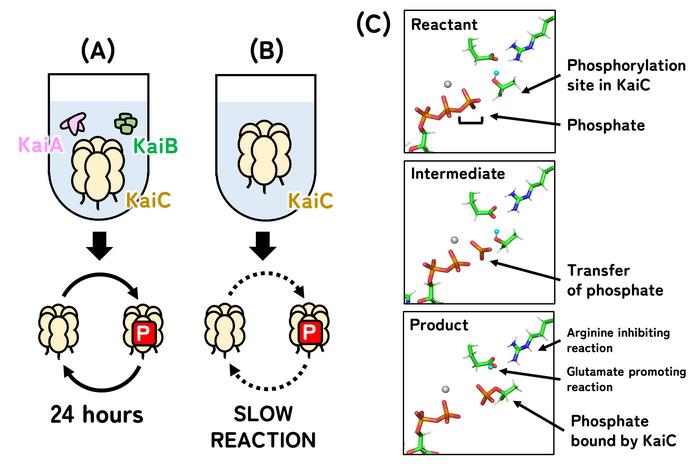 Visualization of phosphorylation in KaiC