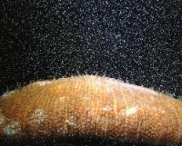 Female <i>C. echinata</i> Coral