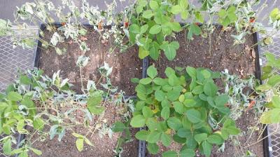 Charcoal Rot Experiment in Greenhouse