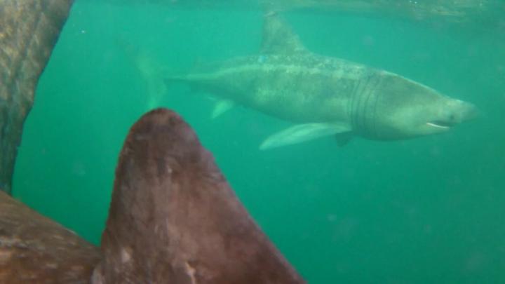 The Secret Life of Basking Sharks
