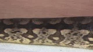 Snakes Improve Search-and-Rescue Robots