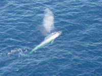 Whale Spout