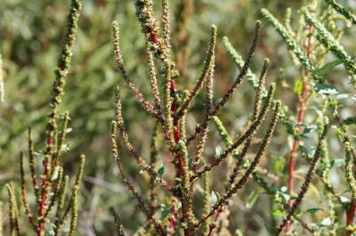 Palmer Amaranth
