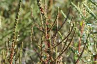 Palmer Amaranth