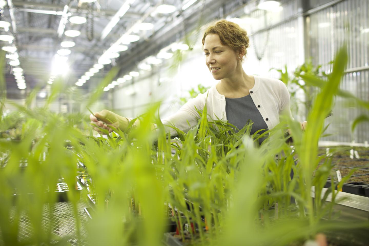 Andrea Eveland, Ph.D., Donald Danforth Plant Science Center