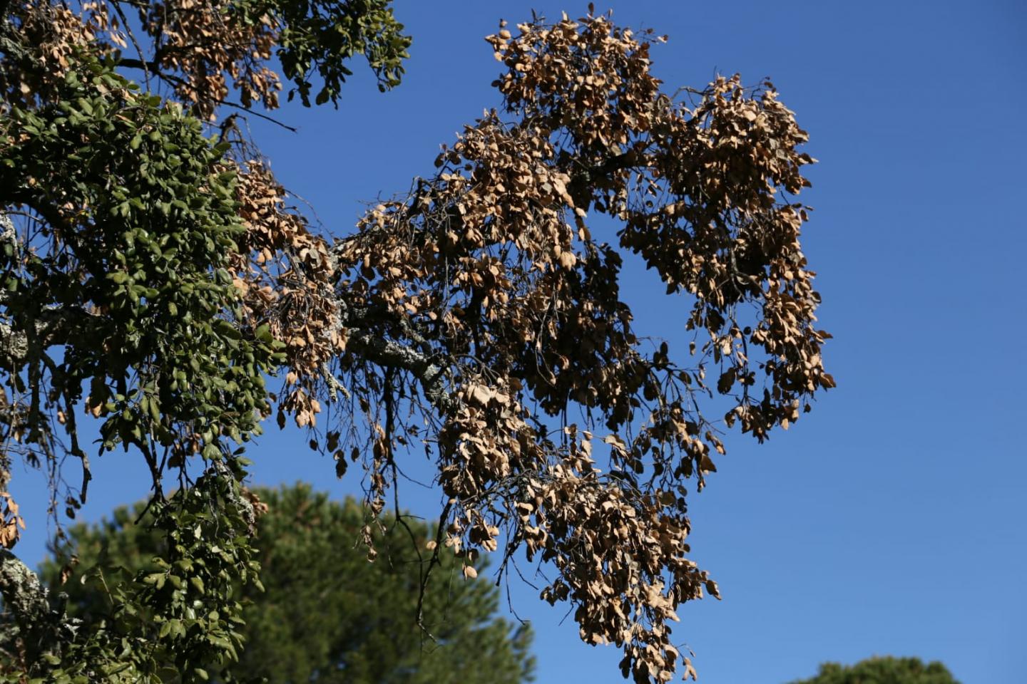 Holm Oak