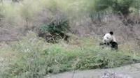 Munching Panda (2 of 2)