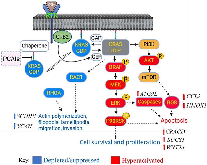 The anticancer effects of PCAIs in pancreatic cancer cells involve MAPK and PI3K/AKT pathways hyperactivation