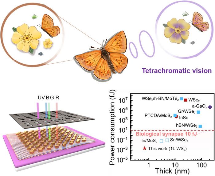 Butterfly-inspired monolayer WS2 artificial tetrachromatic synapse enables ultralow-power neuromorphic computing.