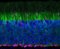 Mouse Retina Showing Rods and Cones