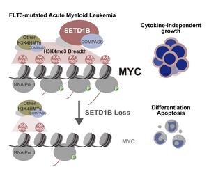 Study finds SETD1B drives aggressive growth in FLT3-mutated acute myeloid leukemia (AML)