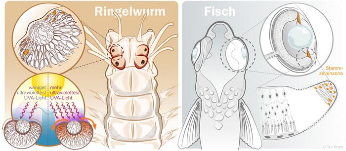 Fig. 3: Despite their different evolutionary origin, bristle worm eyes (left) exhibit a similarly positioned stem cell zone as fish eyes (right).