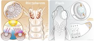 Fig. 3: Despite their different evolutionary origin, bristle worm eyes (left) exhibit a similarly positioned stem cell zone as fish eyes (right).