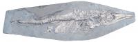 Newborn Ichthyosaur