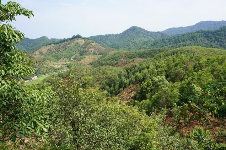 Tree Diversity