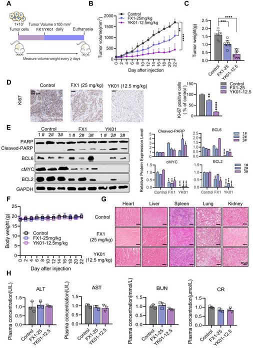 Anti-tumor effects of YK01 on U87-MG xenograft mouse models.