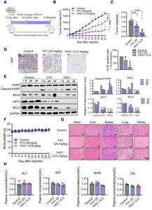 Anti-tumor effects of YK01 on U87-MG xenograft mouse models.