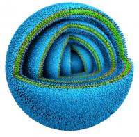 Onion Vesicle Illustration