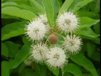 Photo Gallery of Denis Conover's Plant Research