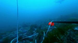 Bluefin tuna filmed by the underwater camera