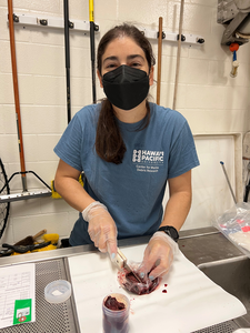 Liver Sample of sea turtle