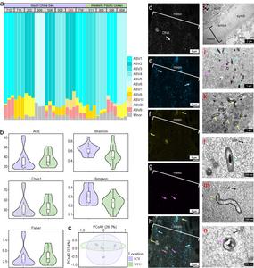 Microbial structure and distribution of symbionts within the deep-sea coral Bathypathes pseudoalternata holobiont.