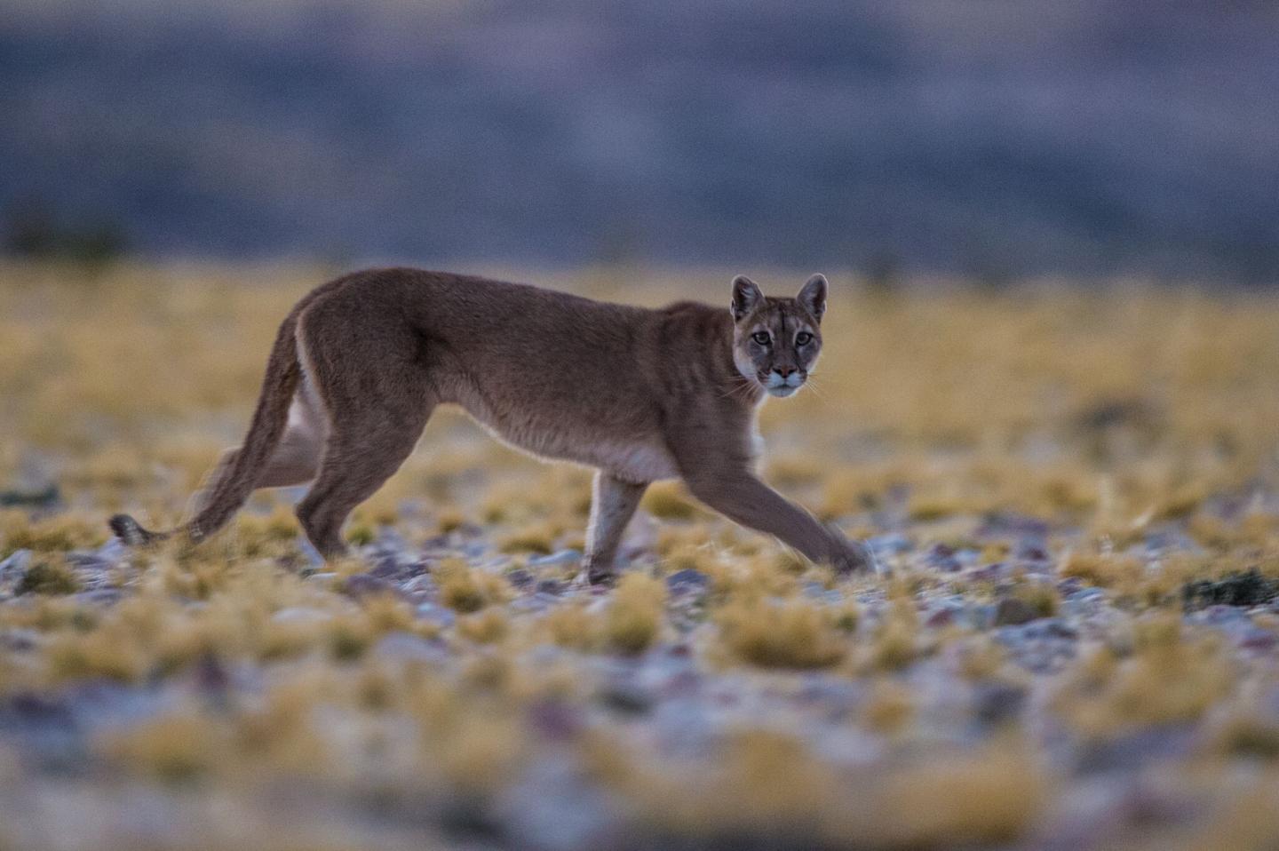 Mountain Lion