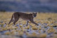 Mountain Lion