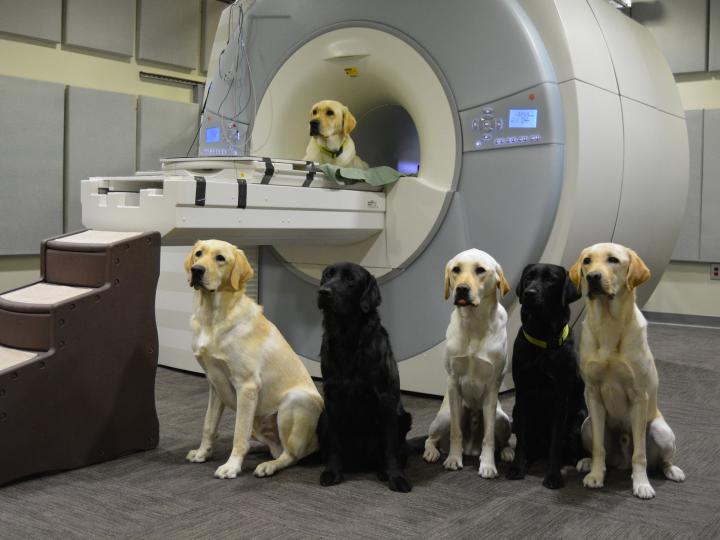 Service Dog Trainees