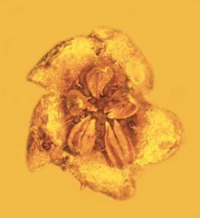 Flower Top