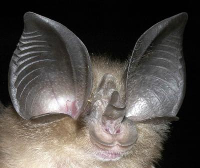 <I>Rhinolophus macrotis</I>