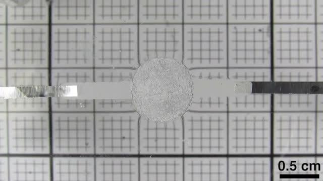 Evading Detection by an Infrared Camera, Octopus Style