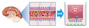 SwRI develops novel methodology for measuring blood-brain barrier ...