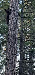 A cub grasps onto a tree in Eldorado National Forest.